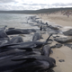 Illustration for article titled More Than 140 Whales Are Dead After Mass Stranding in Australia